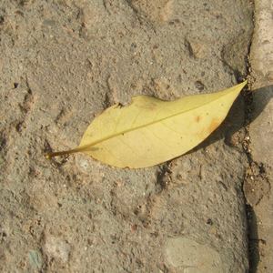 老师和女学生毛片A级
